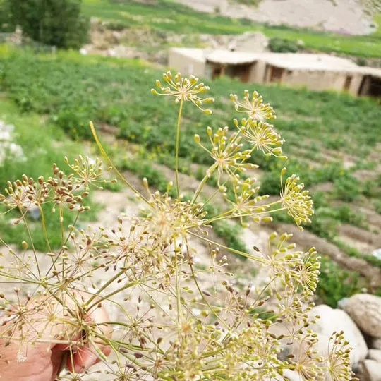 Burlap & Barrel: Wild Mountain Cumin
